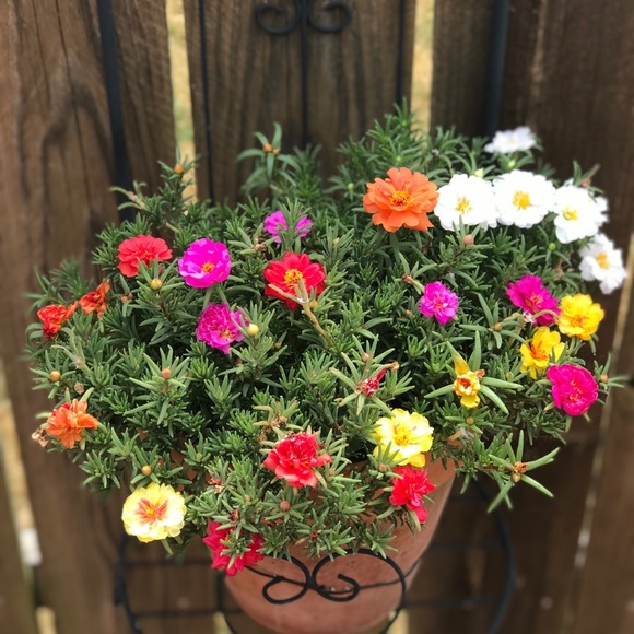 Meet your Posher, Sheri - Picture 4 of 7